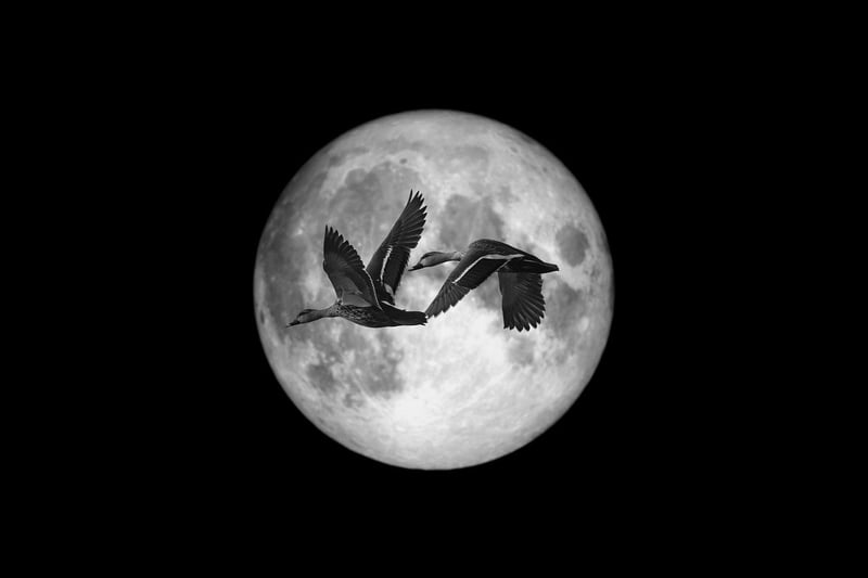 Moonlit Botany